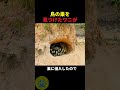 鳥の巣に侵入したワニの秘密🤫暴露します🔥