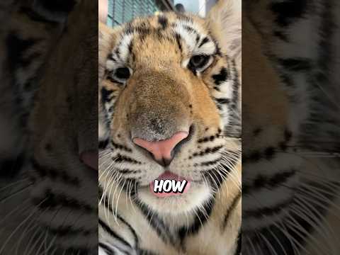 Tiger Cubs: why