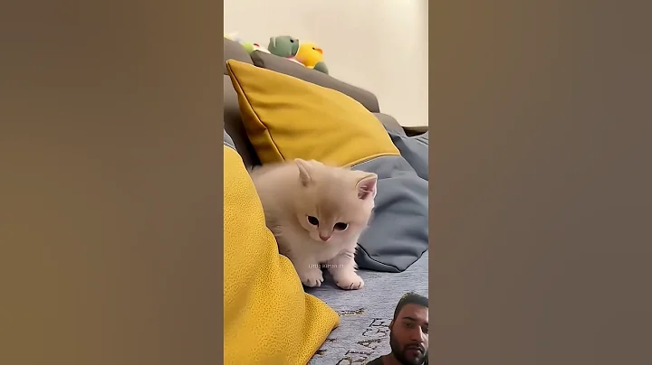 Video 11450241: kitten pets funnycats meow, cat funnycats pets meows, kitten meowing cute funnycats, kitten funny meow pets