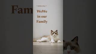 Ragdoll cat WeWe's Photos Collection #ragdoll #cat #cutecat