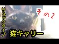 しゃべる黒猫にキャリーバッグを購入したら隠れ家になって癒された