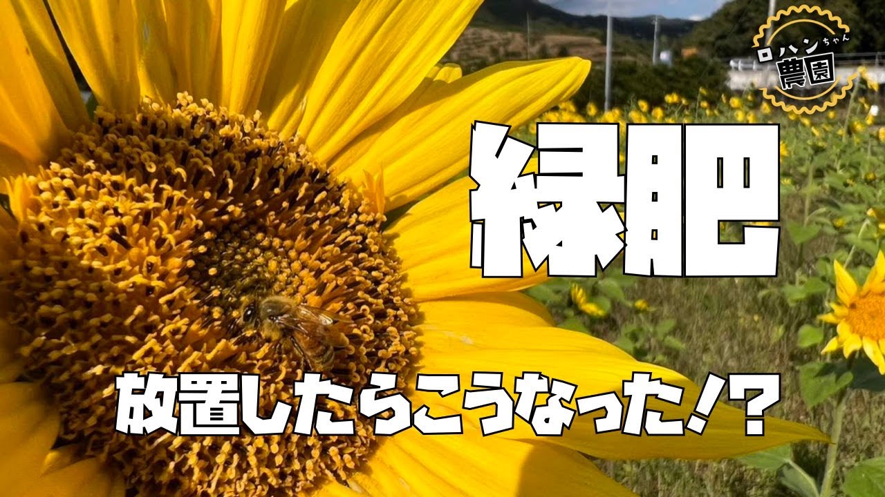 【11月の緑肥の様子】家庭菜園でも緑肥を上手く使いこなそう！！【緑肥】【土づくり】【ヘアリーベッチ】【ライムギ】【エン麦】【ひまわり】