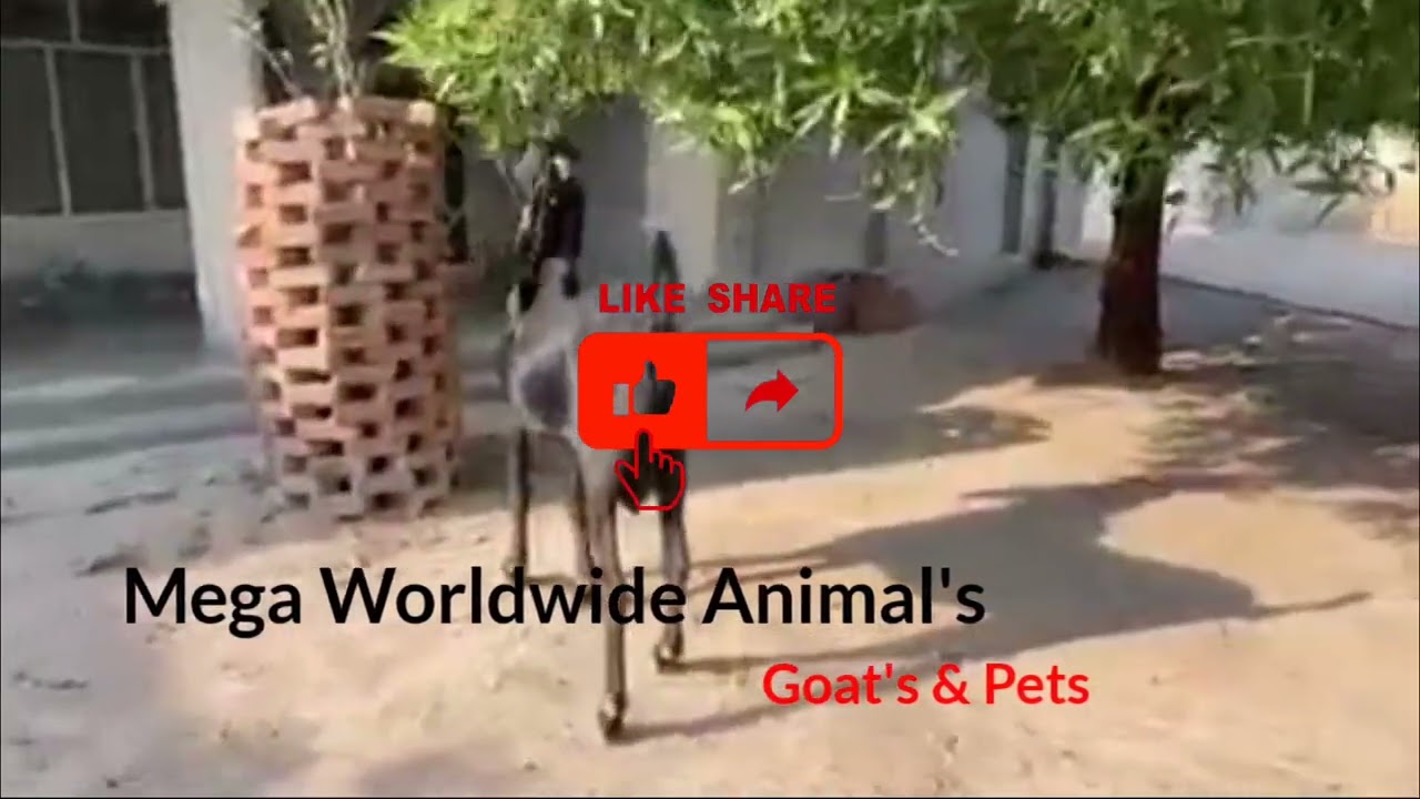 ||Mega Worldwide Animals Goats & Pets|| Beetal Biggest Black Goat||