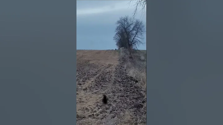 Wisconsin Whitetail (102 yard shot with a 45-70 Marlin) #short #shorts #whitetail #deerhunting