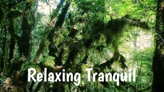 Channel Intro | Relaxing Tranquil