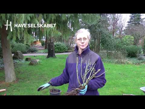 Video: Sådanne Forskellige Planter