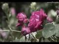 ERNESTO CORTAZAR -  Hidden love