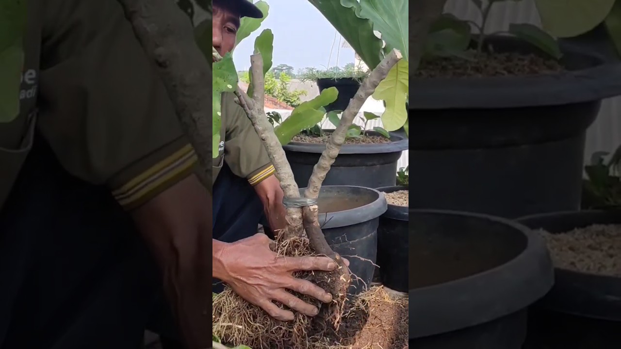 PROSES AWAL BENTUK BONSAI PURING TERANG BULAN !!