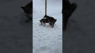 Highlight 2:34 - 7:34 from Alaskan Malamute Puppies Live In The Snow!! #puppy #alaskanmalamute #snow