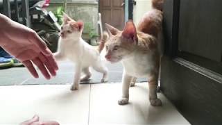 Menjinakkan Kucing Kampung Liar