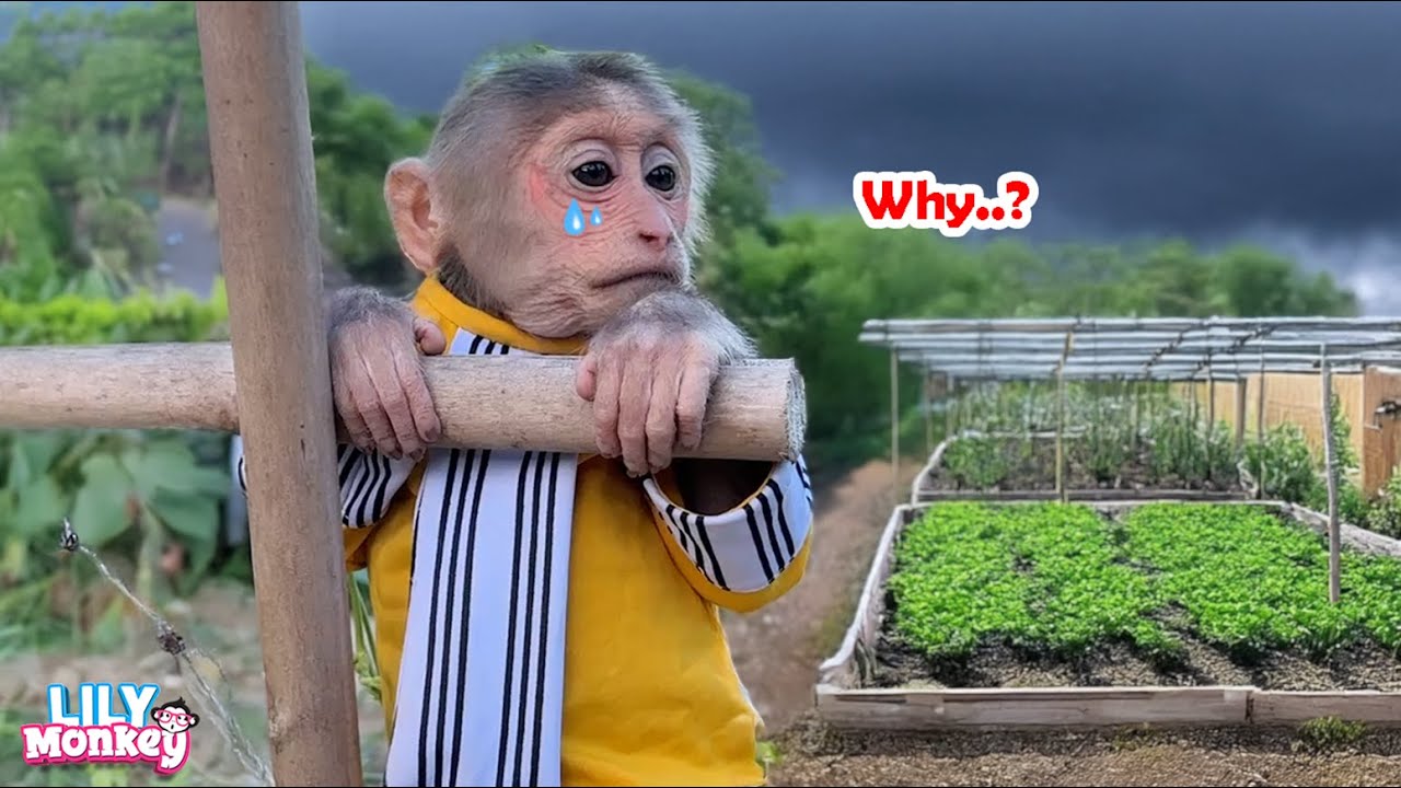 Лили совсем не хочет расставаться с папой... | История Лили