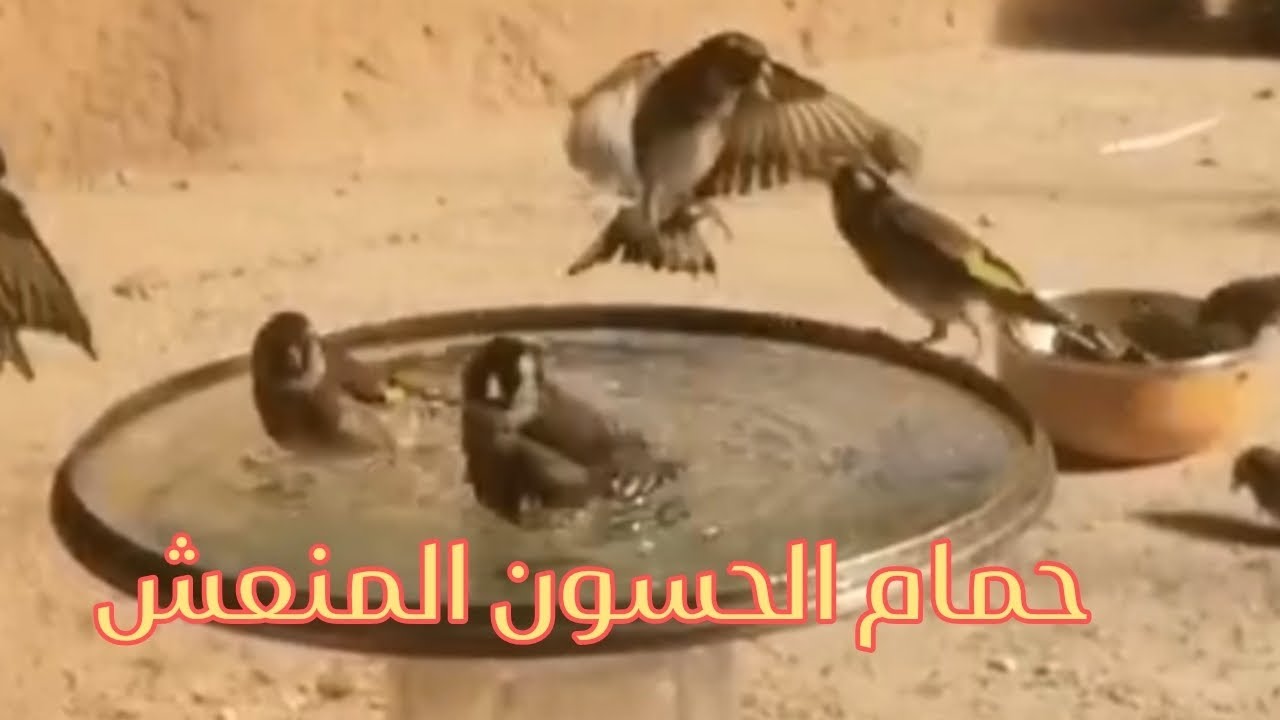 لقطات جميلة لطيور الحسون 🐦 وهي تستمتع بحمّام منعش 🚿 