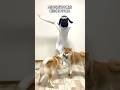 愛犬に5万円の香水を破壊されてガチギレする飼い主。#shorts