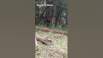 The sambar (Rusa unicolor); Vulnerable species on the IUCN Red List since 2008.