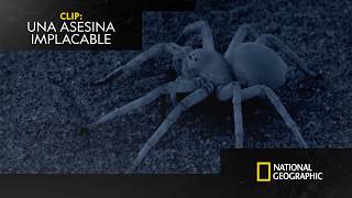 La Araña Rueda Dorada, Una Asesina Implacable Genios Salvajes De África National Geographic