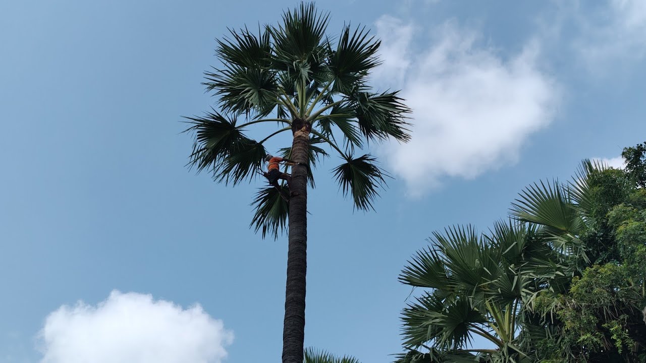 తాడిచెట్టు మట్టలు తీయడం