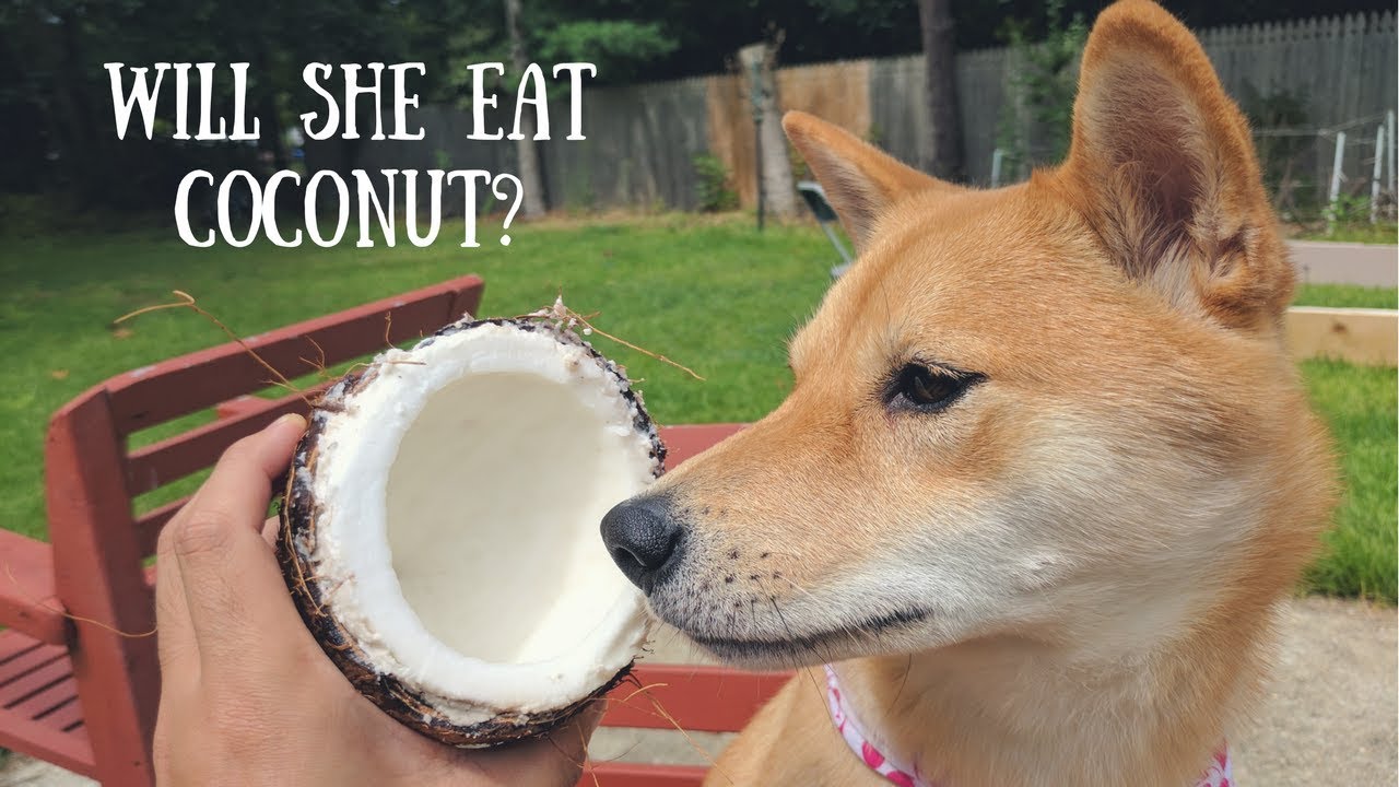 Can Dogs Eat Coconut Is It Safe For Them Petshotspot Com