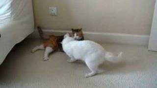 20080508 2 cats fought, harder! harder!