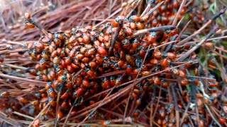 Yuba River - Ladybug mating clusters!  - December 2016