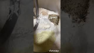 المعمول الحجازي