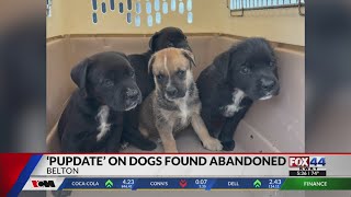 Belton PD issues 'pupdate' on dogs found abandoned
