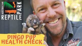 DINGO PUPPY HEALTH CHECK! | The Australian Reptile Park