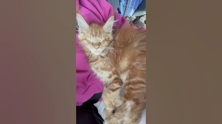 Video 8027921: kitten funnycats cutecat mainecoon, mainecoon kitten catlover funnycats, kitten cat funnycat mainecoon, mainecoon cat kitten kitty, mainecoon kitten catlover cute, cat mainecoon funnycats animals, cute kitten riding