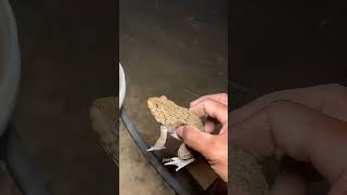 Download Lagu Funny frogs Catching | Wep wep catching frogs funny | boing catch frogs make you laugh #shorts MP3