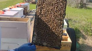 Honey Bee Swarm Catch Number 36 Installation.