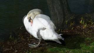 SWANS AND MAGNOLIA BLOSSOMS - TRANQUILLITY - BRIAN CRAIN - A SIMPLE LIFE