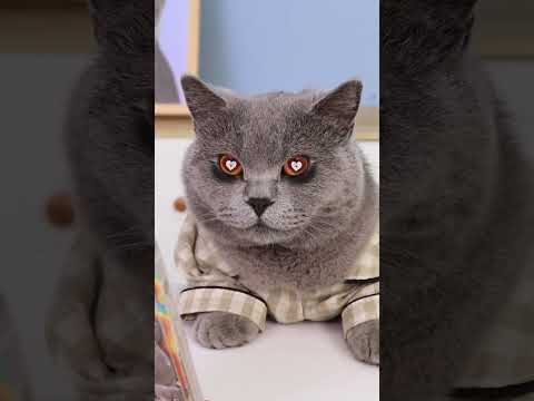 Video: Pet Scoop: Oscar Host Cat: Dve labky hore, Strata populácie vtákov vinila z pesticídov