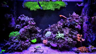 Reef Tank Aquascape Fix Controller System Arrangements.