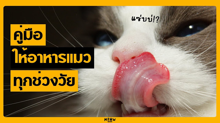 ให้อาหารแมวในแต่ละช่วงวัยอย่างไรให้ถูกวิธี