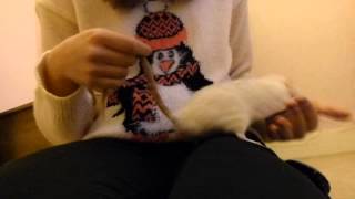 Keeping your pets safe around fireworks(horses,small pets dogs and cats)