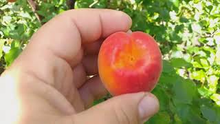 Ранние сорта абрикоса Приция (apricot Pricia)и Вондер Кот (apricot Wonder Cot). Обзор и дегустация