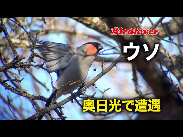 バードカービング(ウソ) Hertz DCX 570.3 Dieci Series 5