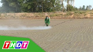 Quản lý dịch hại đầu vụ trên lúa | Syngenta Thông tin nông nghiệp - 20\/1\/2022 | THDT