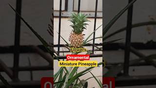 Pineapple Flowers ( Ornamental Miniature pineapple )