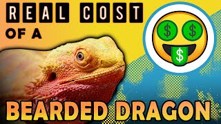 What is the REAL Cost Of A Bearded Dragon? More Than A Dog?!