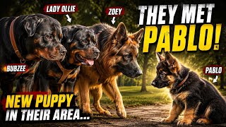 Pablo Entered Their Territory… Bubzee, Lady Ollie & Zoey Were Shocked