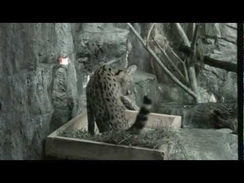 cats talking at the henry doorly zoo