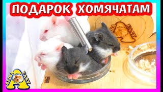 ПОДАРОК ДЛЯ ХОМЯЧАТ / КАК СПАСТИ ХОМКИ ОТ ЖАРЫ / ХОМЯК КЭМПБЕЛЛА / Alisa Easy Pets