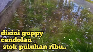 Puluhan ribu ikan guppy di budidaya masal