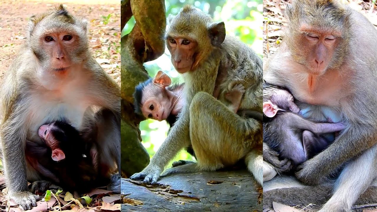 Best video of lovely Vikki mum hugs baby well for nursing full milk, Cute Virgil very good health.