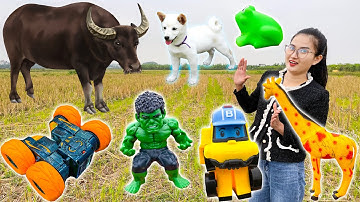 Con chó của Changcady trêu đùa con trâu, tìm được đồ chơi con vật, xe robot, siêu nhân - Part 137