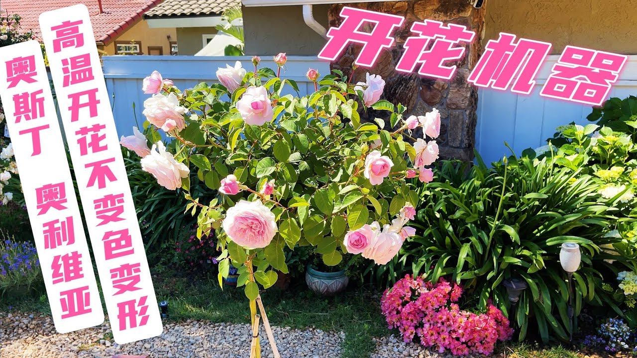 香香的开花机器 奥利维亚Olivia Rose Austin（园艺篇248）