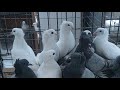 Как я съездил на выставку голубей. Какие я сделал выводы об этой поездке