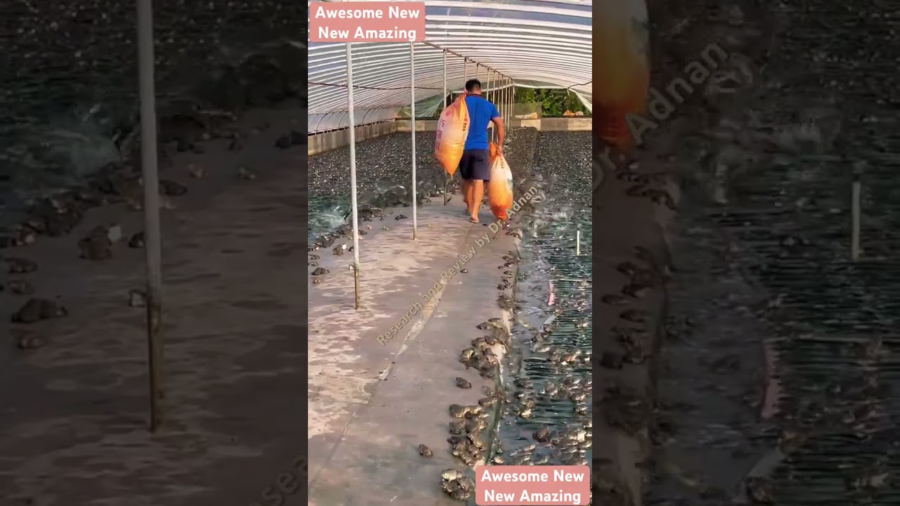 Frog farming in China . Frog feeding