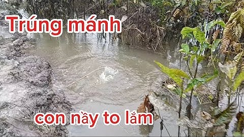 Một Đêm Cắm Câu Cá Trúng Mánh @Long-SB-vlog 