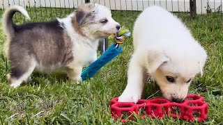 Husky Puppies Play With Their Very First Toys!